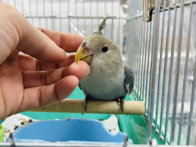 コザクラインコ（小桜インコ）