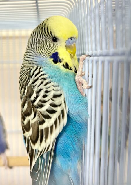 ジャンボセキセイインコ