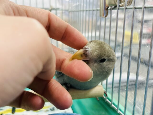 コザクラインコ（小桜インコ）