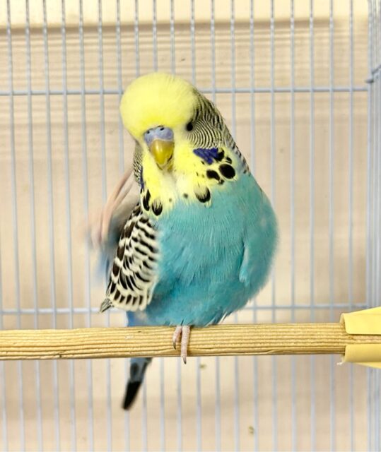 ジャンボセキセイインコ