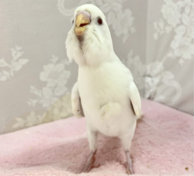 セキセイインコ