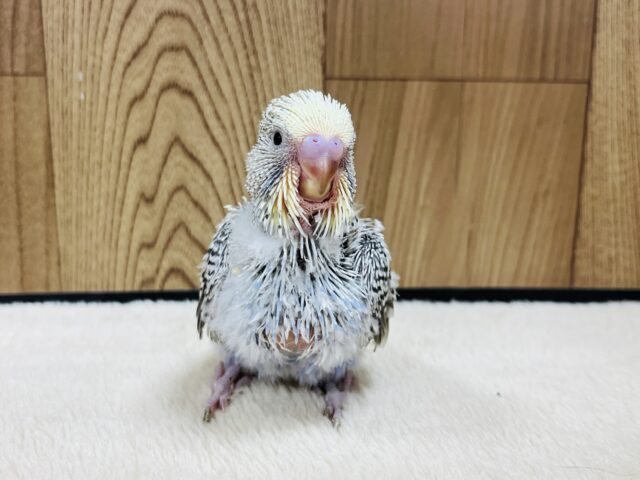 ジャンボセキセイインコ