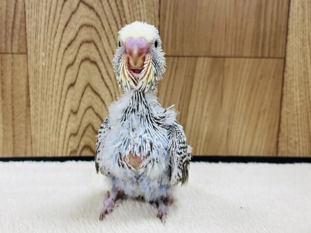ジャンボセキセイインコ