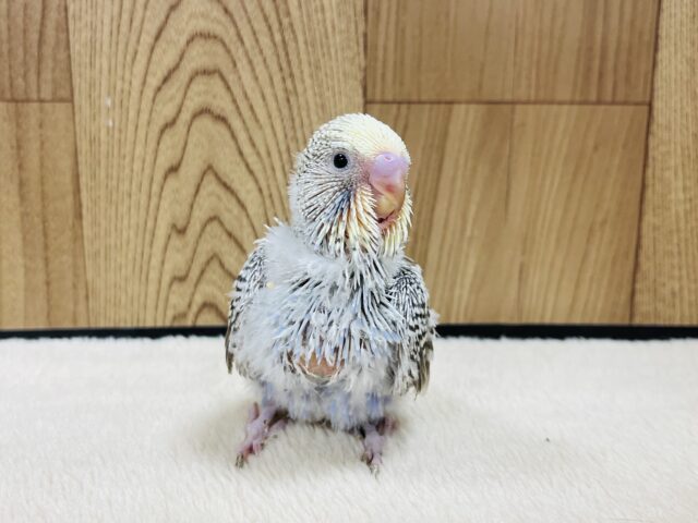 ジャンボセキセイインコ