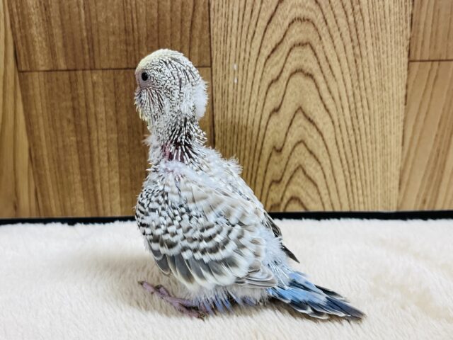 ジャンボセキセイインコ