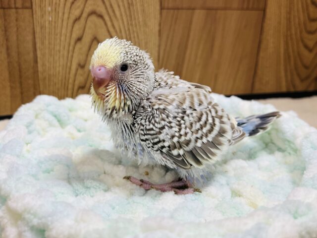 ジャンボセキセイインコ