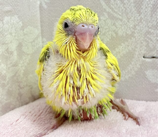 セキセイインコ