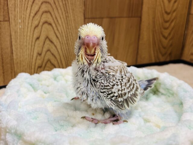 ジャンボセキセイインコ