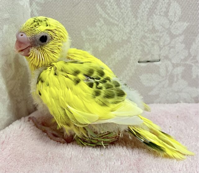 セキセイインコ