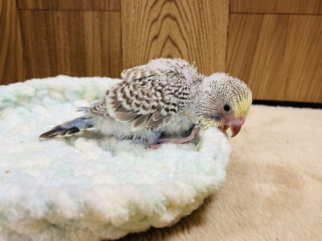 ジャンボセキセイインコ