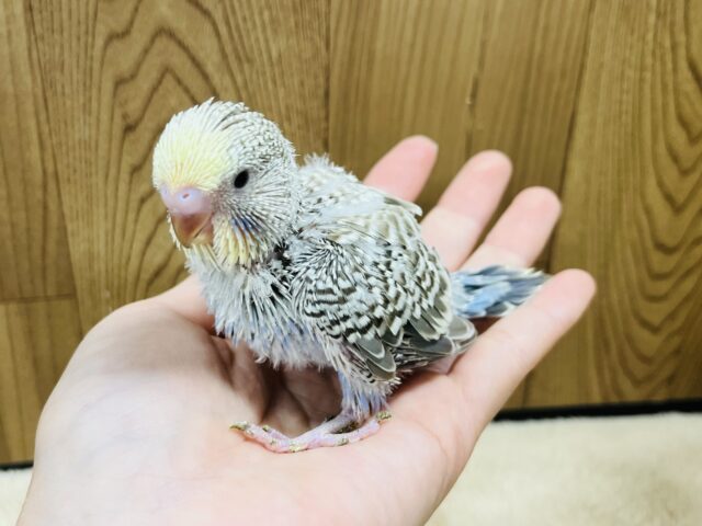 ジャンボセキセイインコ