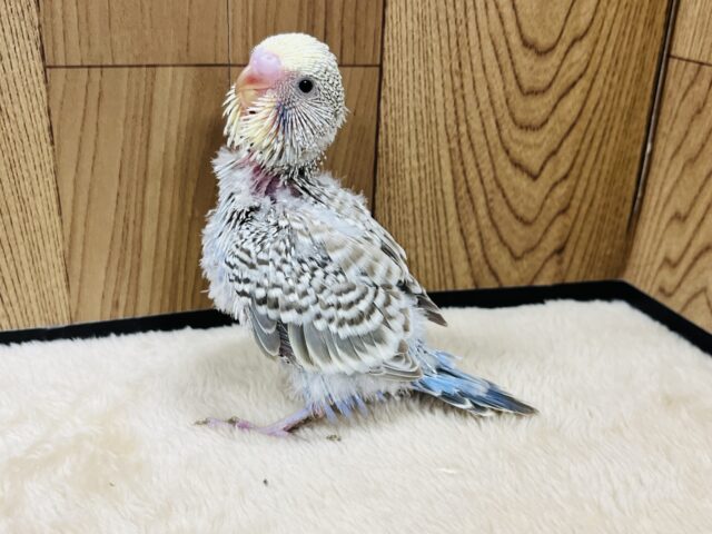 ジャンボセキセイインコ