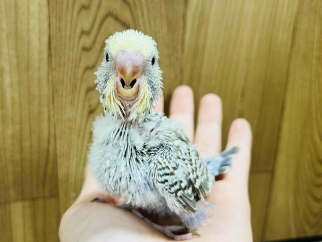 ジャンボセキセイインコ