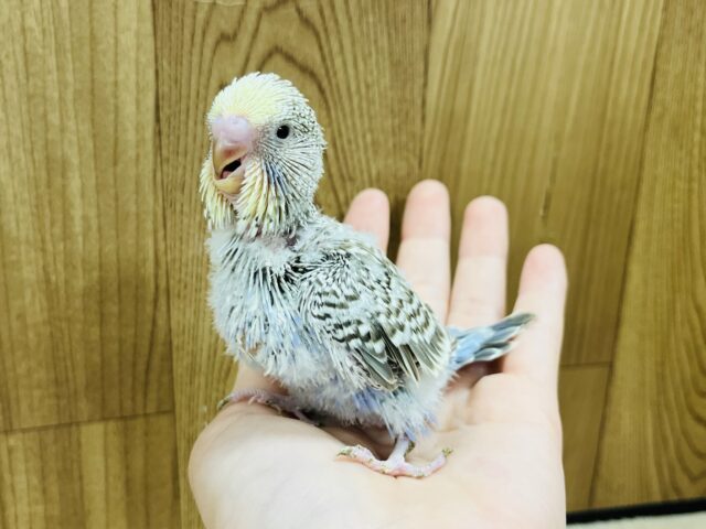 ジャンボセキセイインコ