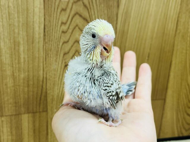 ジャンボセキセイインコ