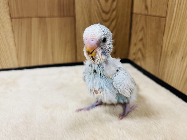 ジャンボセキセイインコ