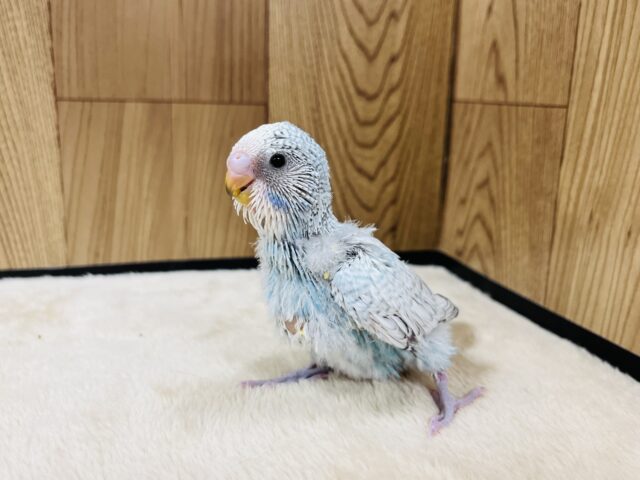 ジャンボセキセイインコ