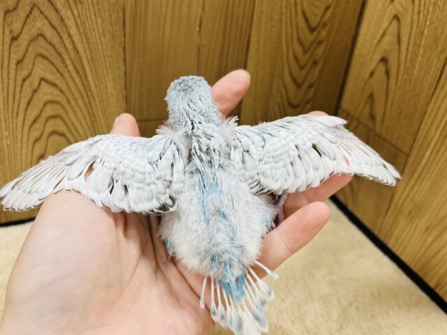 ジャンボセキセイインコ