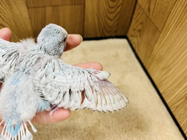 ジャンボセキセイインコ