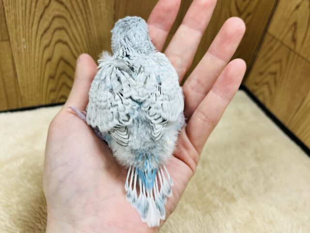 ジャンボセキセイインコ