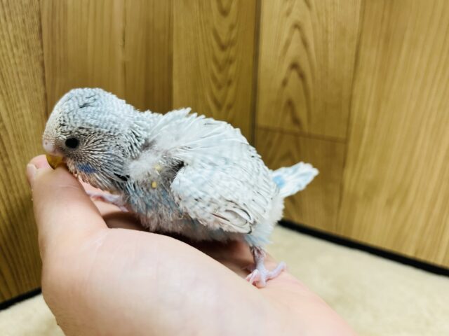 ジャンボセキセイインコ