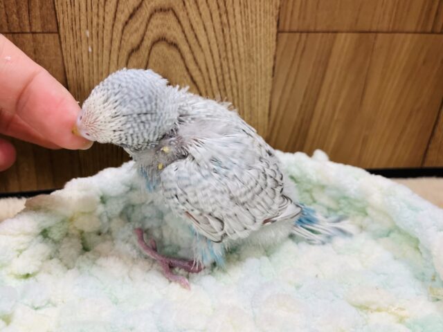 ジャンボセキセイインコ