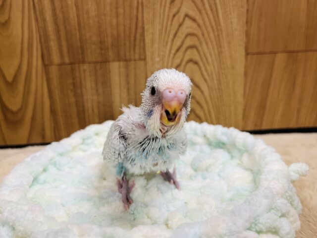 ジャンボセキセイインコ