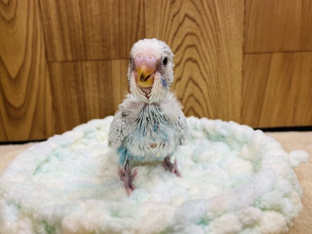 ジャンボセキセイインコ