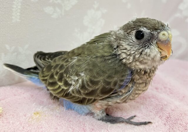 アキクサインコ（秋草インコ）