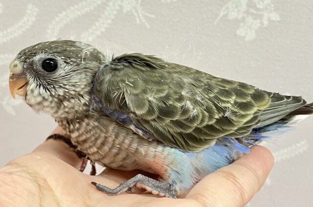 アキクサインコ（秋草インコ）