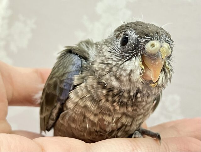 アキクサインコ（秋草インコ）