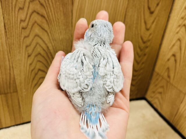 ジャンボセキセイインコ