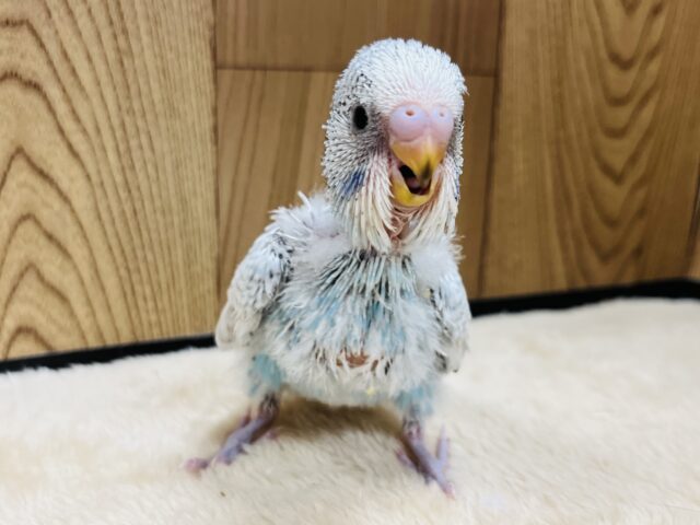 ジャンボセキセイインコ