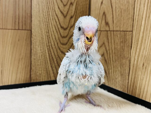 ジャンボセキセイインコ