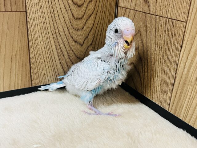 ジャンボセキセイインコ