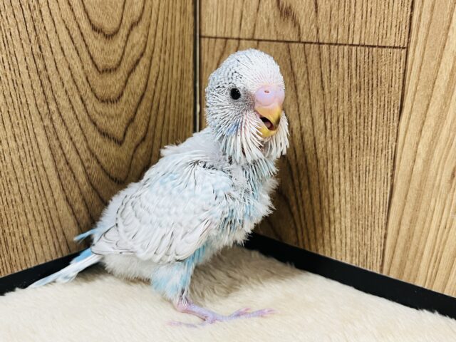 ジャンボセキセイインコ