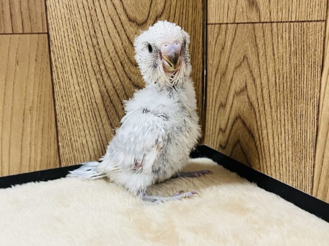 ジャンボセキセイインコ