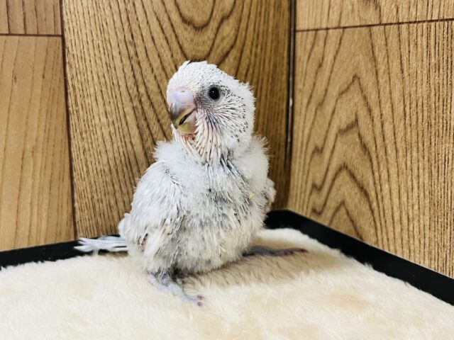 ジャンボセキセイインコ