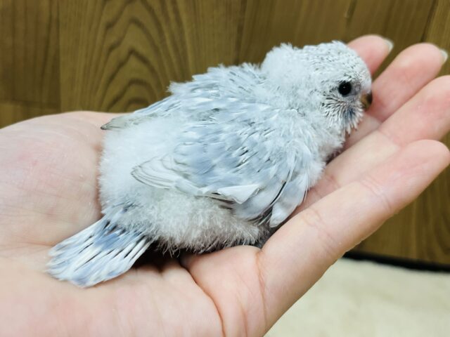 ジャンボセキセイインコ