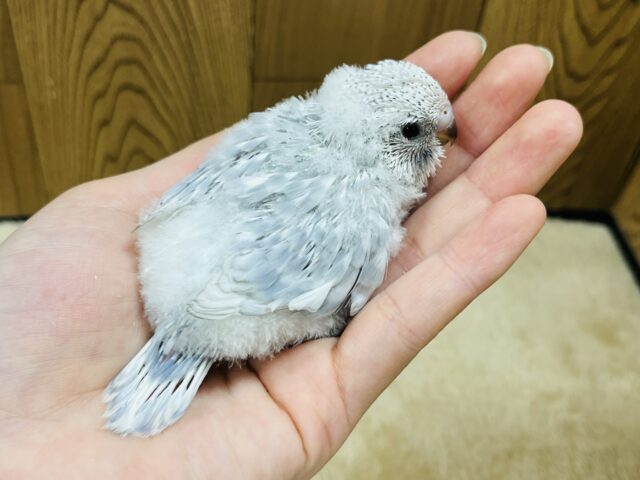 ジャンボセキセイインコ
