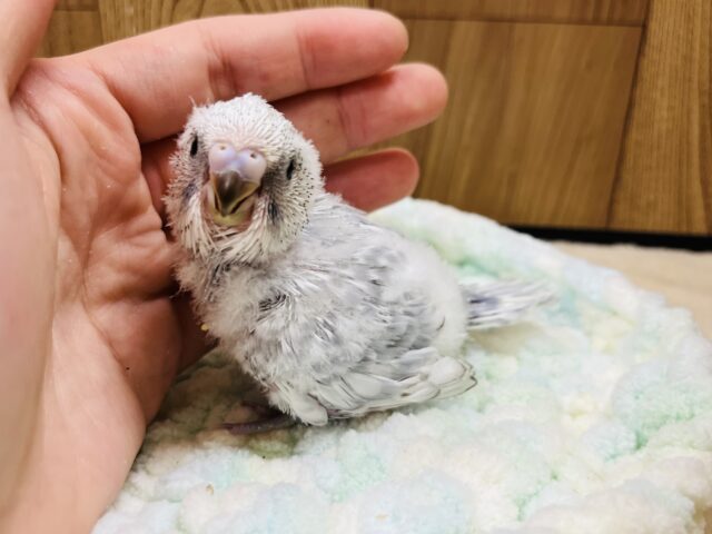 ジャンボセキセイインコ