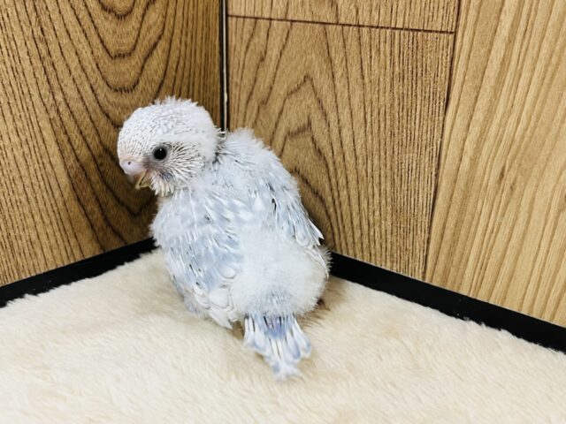 ジャンボセキセイインコ