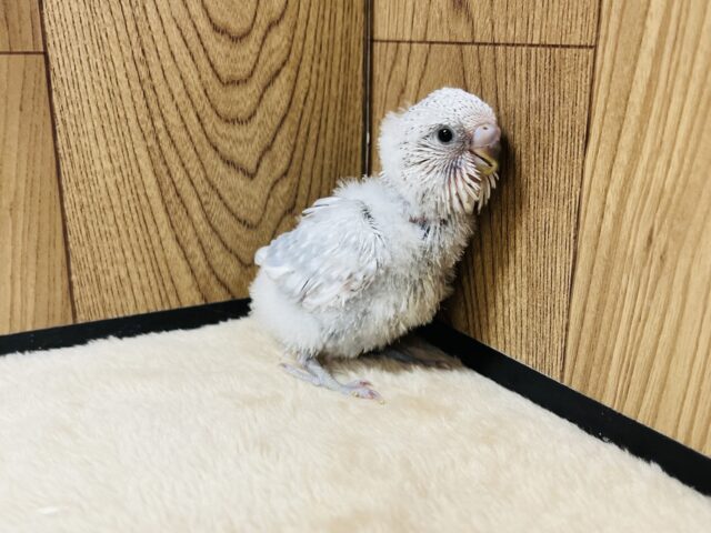 ジャンボセキセイインコ