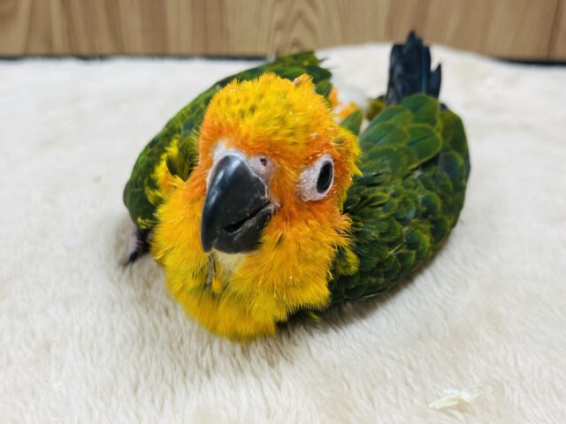 コガネメキシコインコ