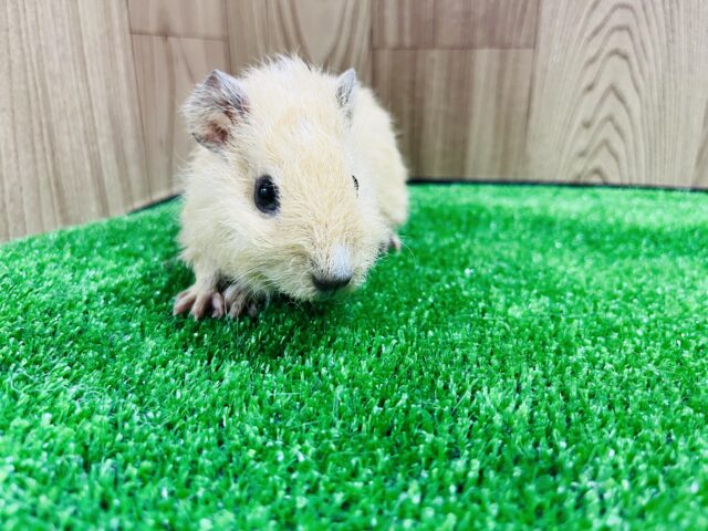 テッセルモルモット