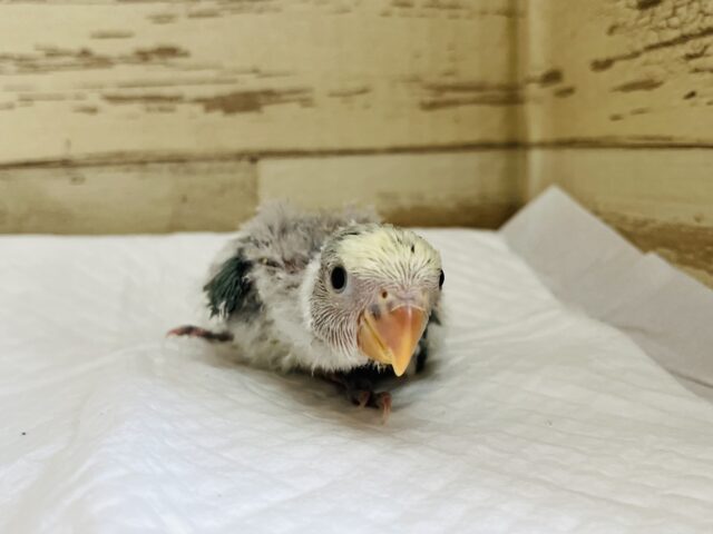 コザクラインコ（小桜インコ）