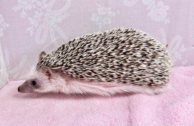 ハリネズミ（ヨツユビハリネズミ）