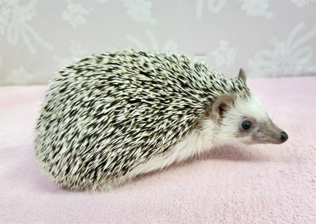 ハリネズミ（ヨツユビハリネズミ）