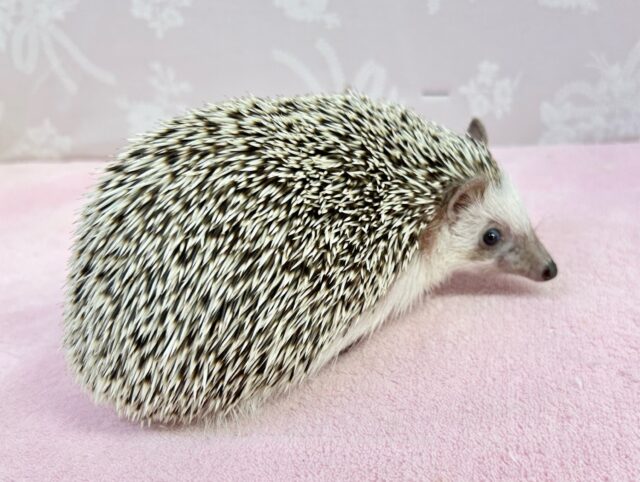 ハリネズミ（ヨツユビハリネズミ）