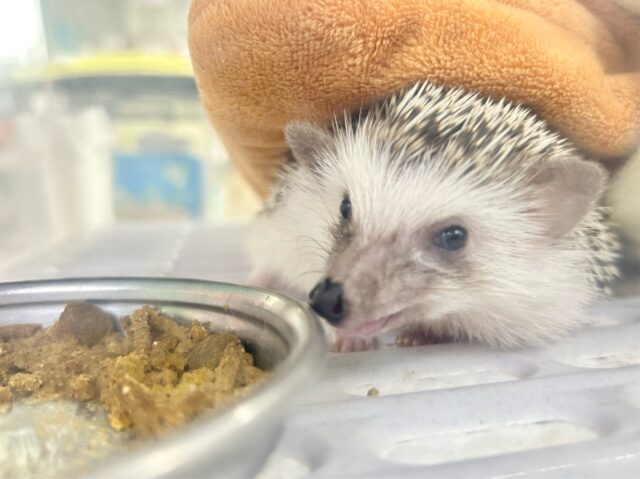 ハリネズミ（ヨツユビハリネズミ）